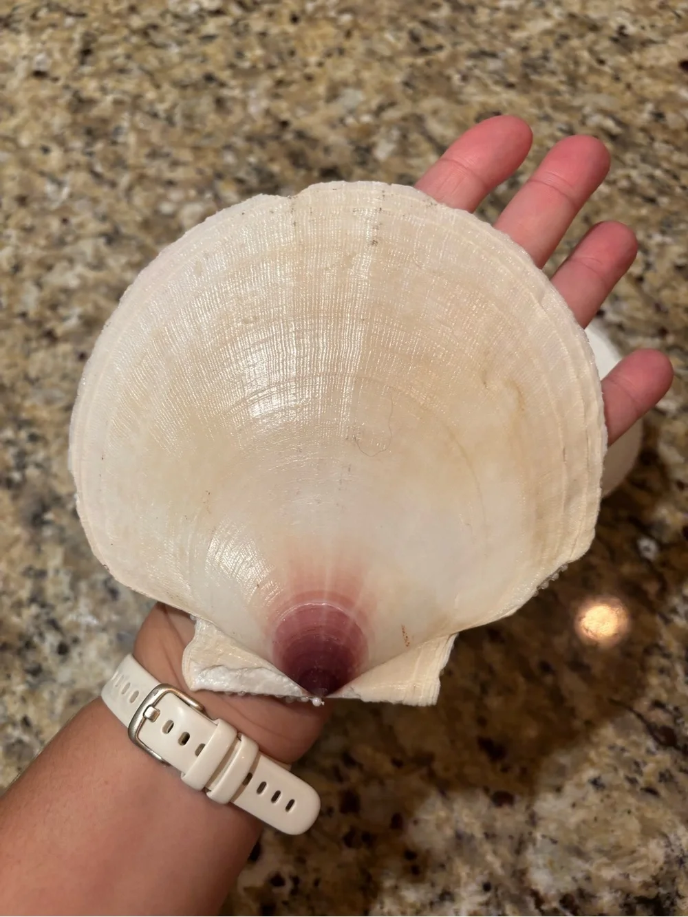 Handmade Seashell Jewelry Dish | Coastal Trinket Tray Decor - Picture 7 of 8